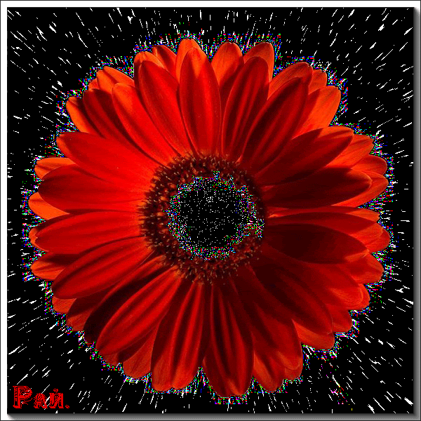 Flower GIF Find & Share on GIPHY