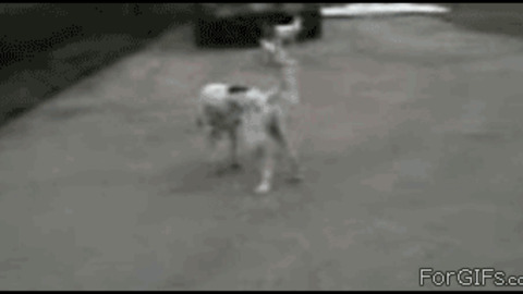 best Gif