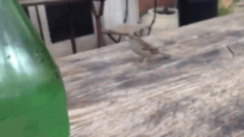 Arnold's Sparrow best Gif