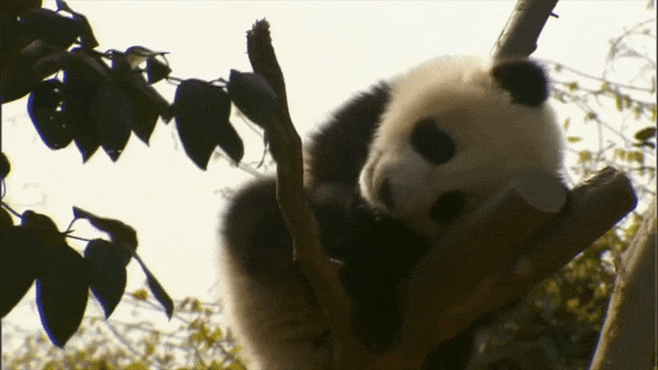 Resultado de imagem para descansando gif