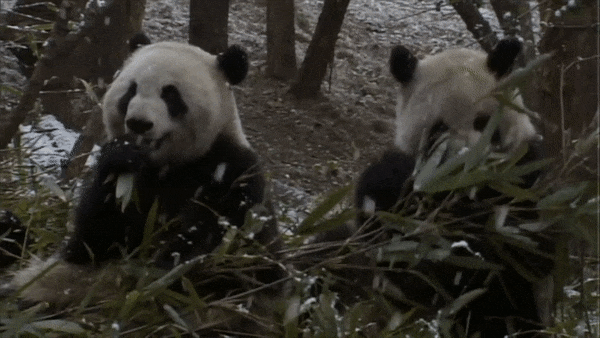 Snow Pandas GIF by Neon Panda MX - Find & Share on GIPHY