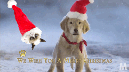 Dog GIF Find & Share on GIPHY