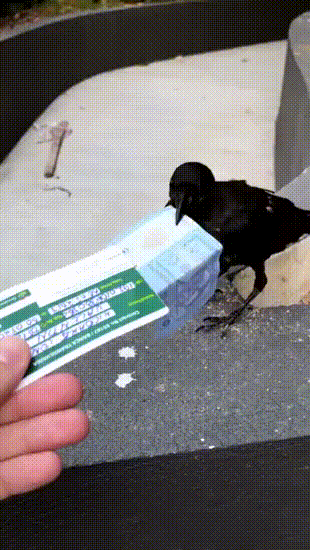 Bamboozled GIFs - Find & Share on GIPHY