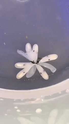 Octopus baby hatching in wow gifs