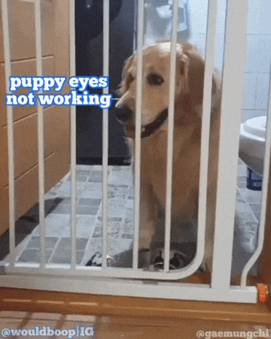 The prison break in dog gifs