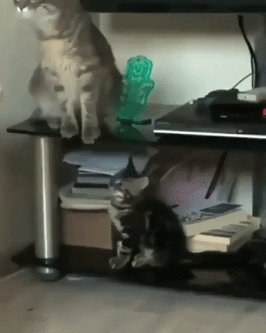 Kitten Touches Cat's Foot, Cat Gets Startled Funny