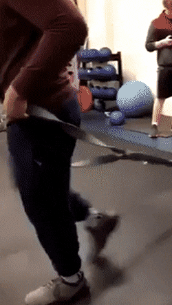 Work hard in gym in funny gifs