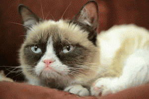 scowling cat gif