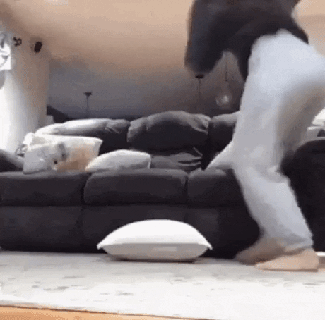 Cats really dont care in cat gifs