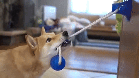 Pet Pull Toy – JiffyTop