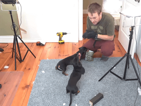 finishing video dog