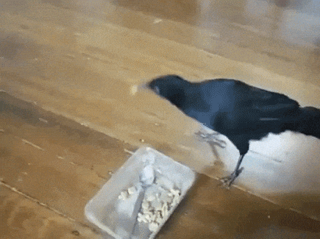 Dont forget to feed your pet in funny gifs