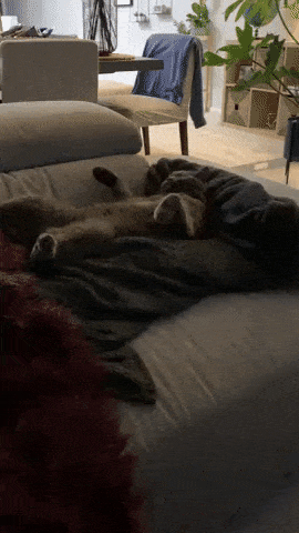 Sorry for waking you in cat gifs