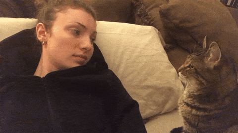 Tabby Cat Boops Hooman Reversed Boop Cute Funny