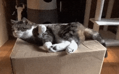 Gato se cae de la caja - VideosGifs