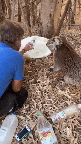 Koala hold hooman hand in wow gifs