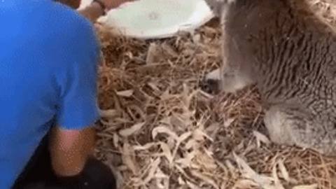 Koala hold hooman hand