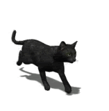 black cat