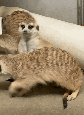 meerkat laying back 