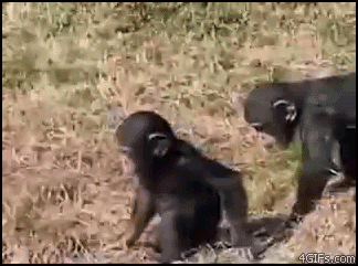mom mother parents gorilla monkey