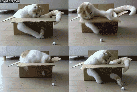 Cat in a Box Plays, Grabs a Toy