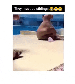 They must be siblings in funny gifs