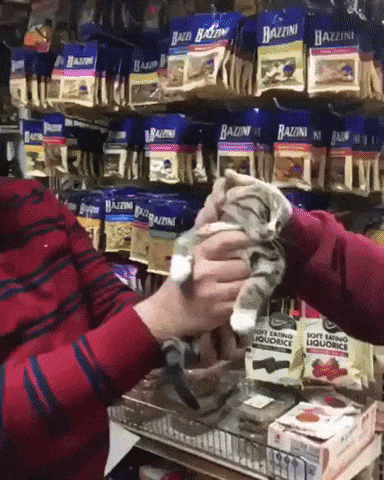 Catto get satisfying pets in cat gifs