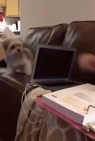 Close it and play with me in dog gifs