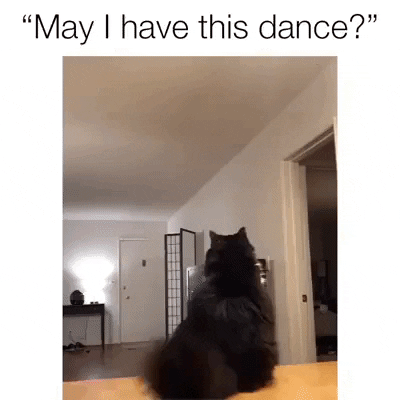 Best dance partner ever in cat gifs