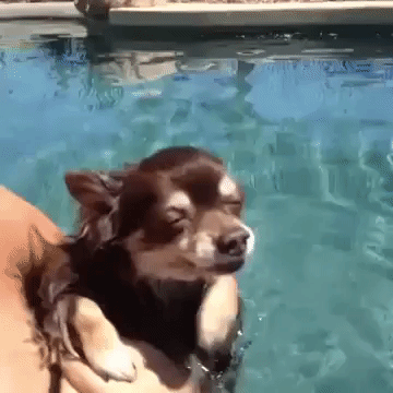 19 adorable puppers swimming in mid air because they think theyre in the water Animated GIF - Find & Share on GIPHY