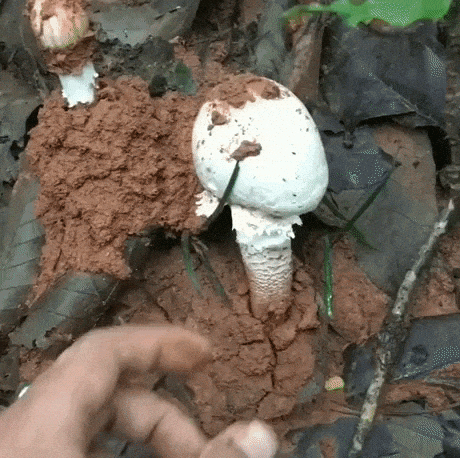 Picking mushroom in WaitForIt gifs
