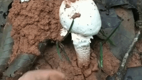 Picking mushroom