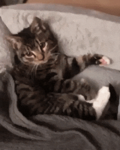 Its bed time in cat gifs