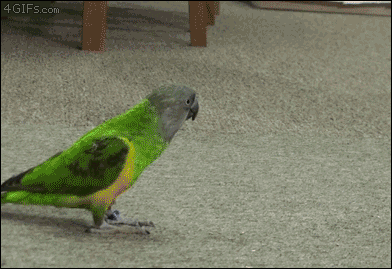 Parrot Plays Dead When Human Shoot Him with Finger Guns gif
