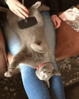 giphy-downsized-large.gif