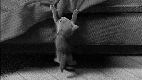 Hang In There Kitten GIF by reactionseditor - Find & Share on GIPHY