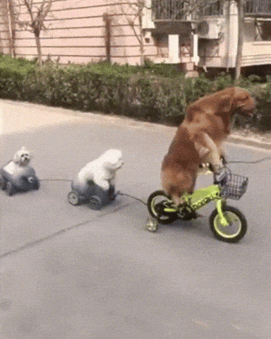 Golden Retriever Rides a Bike and Two Puppies in Toy Carts