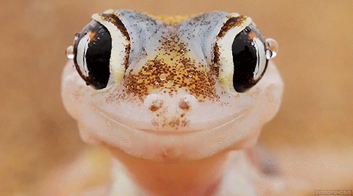 Lizards GIF Find Share On GIPHY lizards-gif-find-share-on-giphy