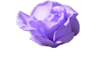 「purple flower gif」的圖片搜尋結果