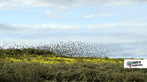 Birds Swarm GIF by SWR Kindernetz