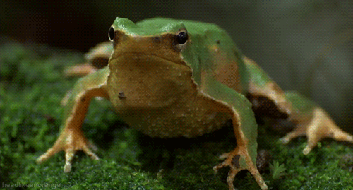 flirty frog