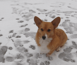 Throwing Snowball To Jumping Corgi GIFs - Get the best GIF on GIPHY