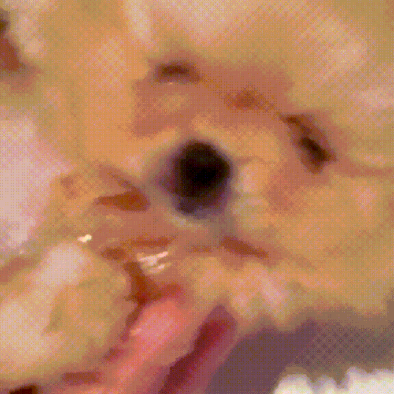 Chonky Puppy Having a Shower on the Sink Cute Dog