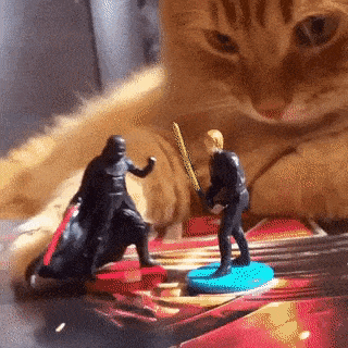 May the force be with you in cat gifs