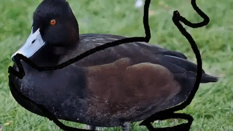 Ducky duck