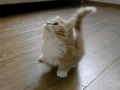 Cat Kitten GIF  Find  Share on GIPHY