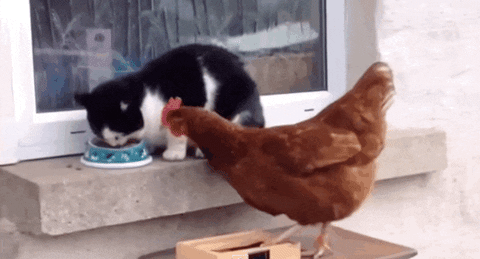 Image result for make gifs motion images of chickens feuding