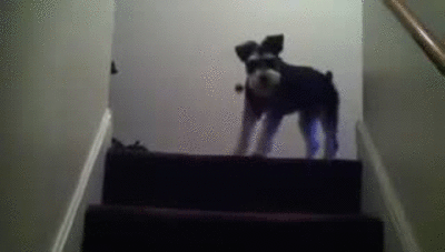 Mini Schnauzer bouncing up and down