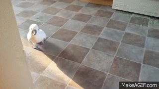 Cockatoo GIF - Find & Share on GIPHY