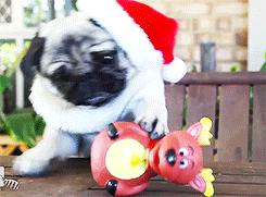 dog christmas holiday santa pug